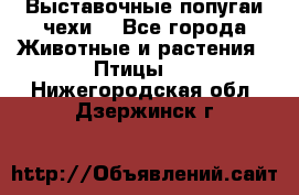 Выставочные попугаи чехи  - Все города Животные и растения » Птицы   . Нижегородская обл.,Дзержинск г.